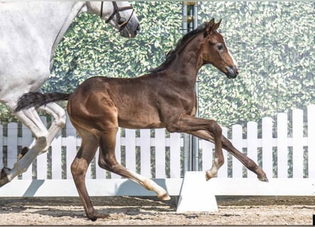 Westphalian, Stallion, Foal (05/2025), Can be white