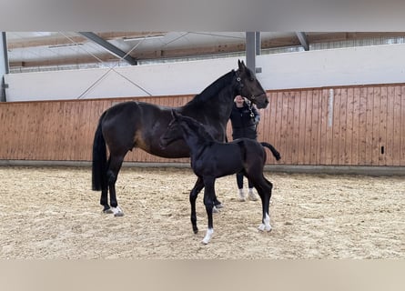 Westphalian, Stallion, Foal (05/2026), Can be white