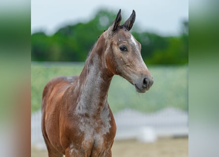 Westphalian, Stallion, Foal (04/2026), Can be white