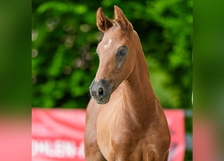 Westphalian, Stallion, Foal (05/2026), Can be white