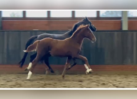 Westphalian, Stallion, Foal (05/2024), Chestnut