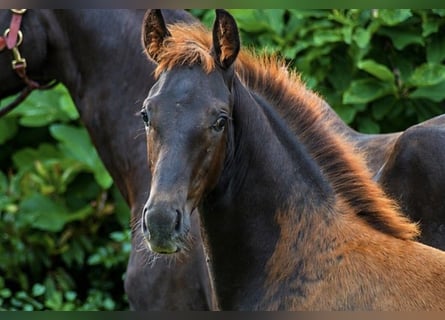 Westphalian, Stallion, Foal (03/2026), Chestnut