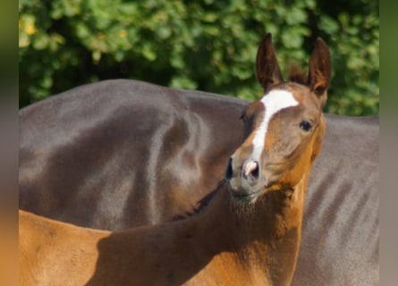 Westphalian, Stallion, Foal (05/2026), Chestnut