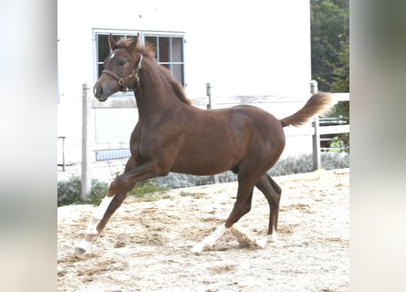 Westphalian, Stallion, Foal (04/2025), Chestnut
