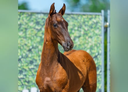 Westphalian, Stallion, Foal (05/2026), Chestnut
