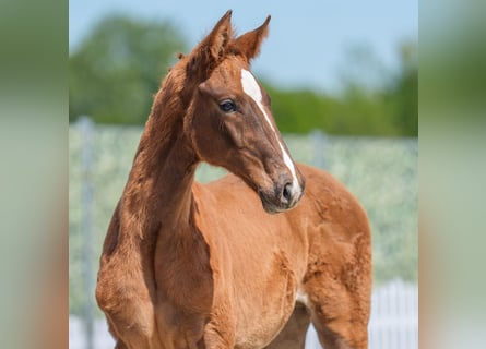Westphalian, Stallion, , Chestnut