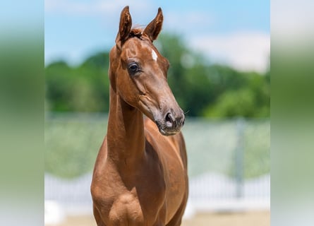 Westphalian, Stallion, Foal (04/2026), Chestnut