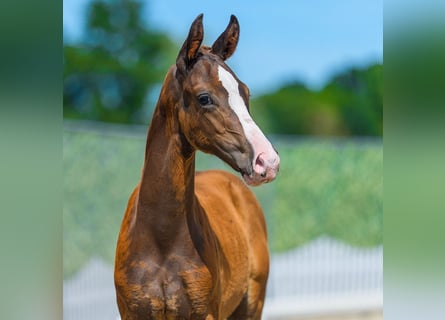 Westphalian, Stallion, Foal (05/2026), Chestnut