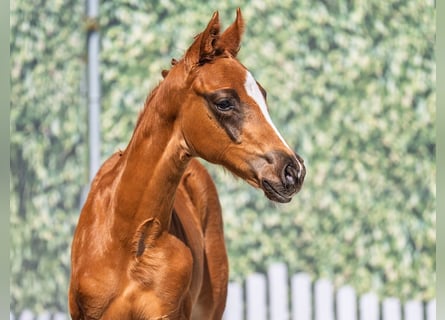 Westphalian, Stallion, , Chestnut