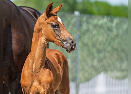 Westphalian, Stallion, , Chestnut