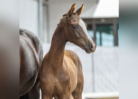 Westphalian, Stallion, Foal (02/2024), Chestnut