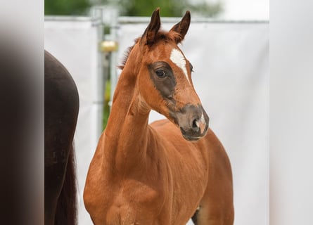 Westphalian, Stallion, Foal (04/2024), Chestnut