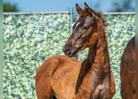 Westphalian, Stallion, , Chestnut