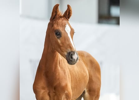 Westphalian, Stallion, Foal (05/2024), Chestnut