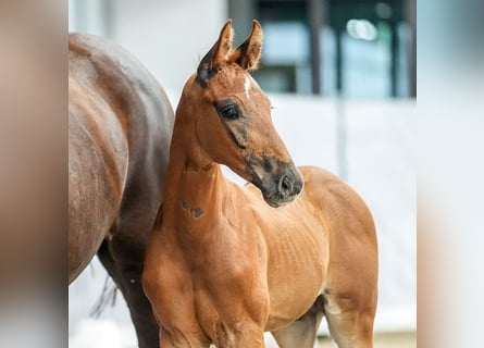 Westphalian, Stallion, Foal (05/2024), Chestnut