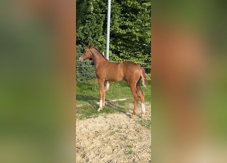 Westphalian, Stallion, Foal (05/2024), Chestnut