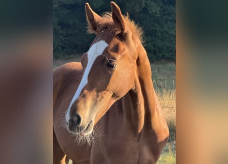 Westphalian, Stallion, Foal (04/2025), Chestnut