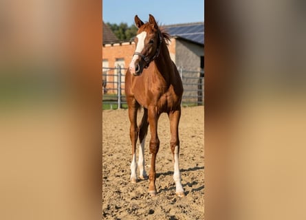 Westphalian, Stallion, Foal (04/2026), Chestnut-Red