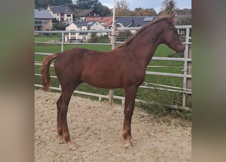 Westphalian, Stallion, Foal (06/2024), Chestnut-Red