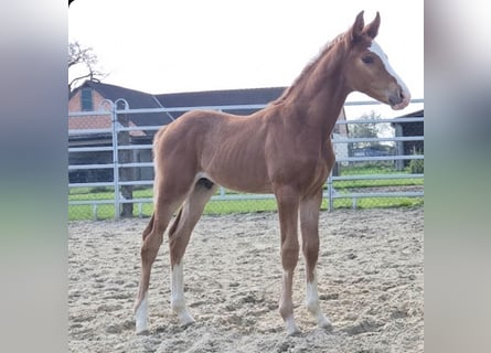 Westphalian, Stallion, Foal (04/2026), Chestnut-Red