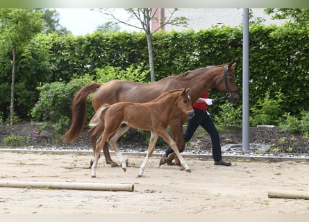 Westphalian, Stallion, , Chestnut-Red