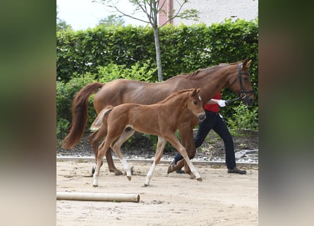 Westphalian, Stallion, Foal (04/2025), Chestnut-Red
