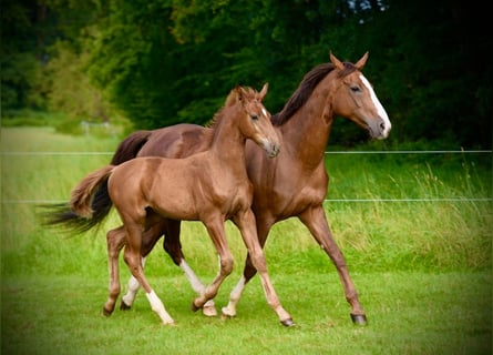 Westphalian, Stallion, Foal (05/2024), Chestnut-Red