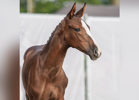 Westphalian, Stallion, Foal (05/2024), Chestnut-Red