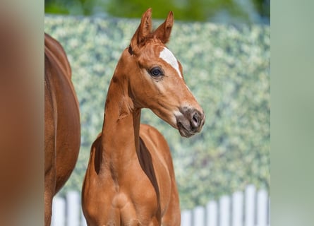 Westphalian, Stallion, , Chestnut-Red