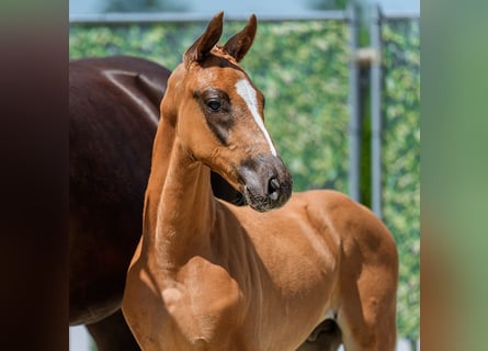 Westphalian, Stallion, Foal (04/2026), Chestnut-Red