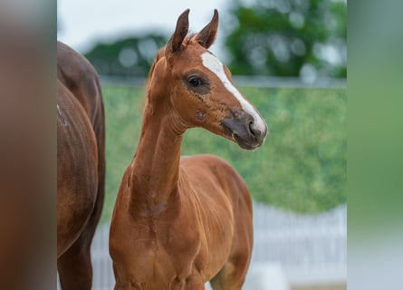 Westphalian, Stallion, Foal (05/2026), Chestnut-Red