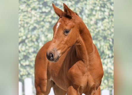 Westphalian, Stallion, , Chestnut-Red
