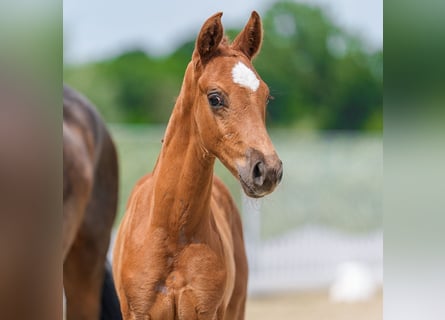 Westphalian, Stallion, Foal (05/2026), Chestnut-Red