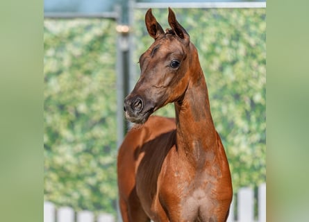 Westphalian, Stallion, Foal (04/2026), Chestnut-Red