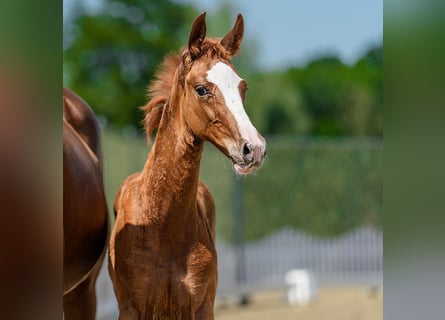 Westphalian, Stallion, Foal (04/2026), Chestnut-Red