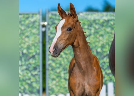 Westphalian, Stallion, Foal (05/2026), Chestnut-Red