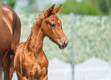 Westphalian, Stallion, , Chestnut-Red