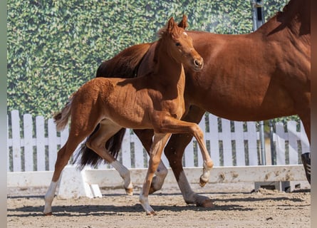 Westphalian, Stallion, Foal (02/2026), Chestnut-Red