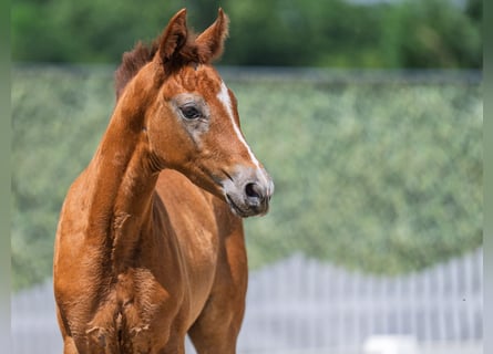 Westphalian, Stallion, , Chestnut-Red