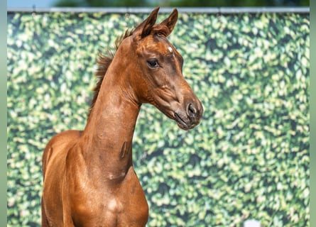 Westphalian, Stallion, , Chestnut-Red