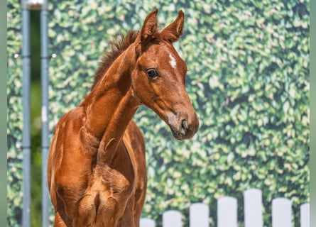 Westphalian, Stallion, , Chestnut-Red