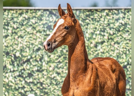 Westphalian, Stallion, , Chestnut-Red