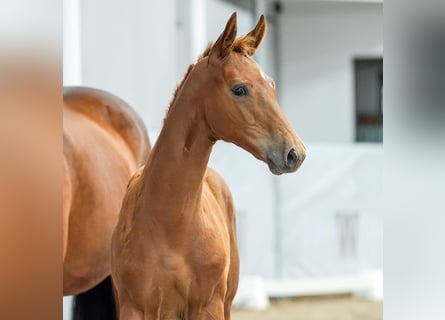 Westphalian, Stallion, Foal (04/2024), Chestnut-Red