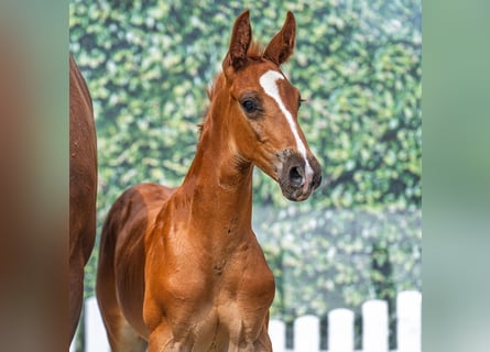Westphalian, Stallion, Foal (07/2025), Chestnut-Red