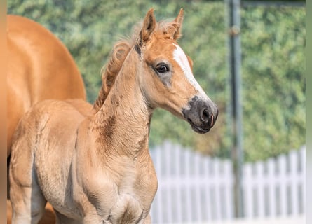 Westphalian, Stallion, , Chestnut-Red
