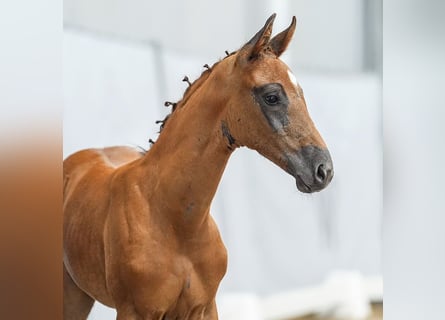 Westphalian, Stallion, Foal (05/2024), Chestnut-Red