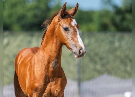 Westphalian, Stallion, , Chestnut-Red
