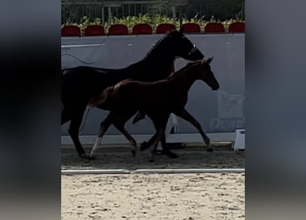 Westphalian, Stallion, Foal (05/2024), Chestnut-Red