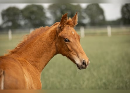 Westphalian, Stallion, , Chestnut-Red