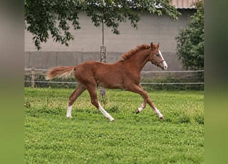 Westphalian, Stallion, Foal (02/2026), Chestnut-Red